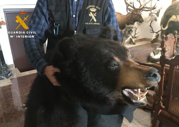 Cuatro detenidos por robar cabezas de oso y colmillos de elefante