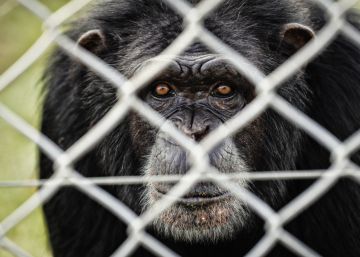 Chimpancés en la sierra Chimpancés en la sierra