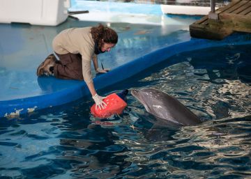 L’Ajuntament planeja enviar els dofins del zoo de Barcelona a Baltimore