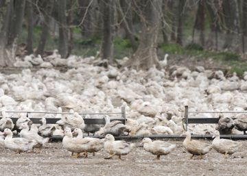 La gripe aviar obliga a sacrificar otros 2.690 patos de granjas de Sant Gregori