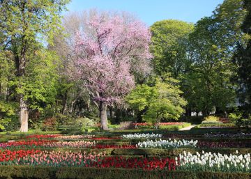 “Tulipomanía” junto al Prado “Tulipomanía” junto al Prado
