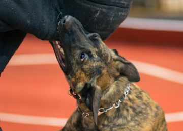 Muere una mujer en Madrid por las mordeduras de su perro Muere una mujer en Madrid por las mordeduras de su perro