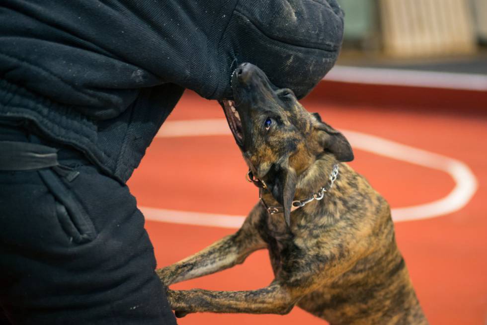 Perro presa canario