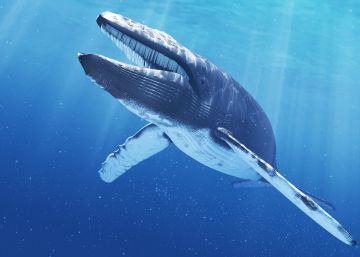 Ballena azul activa las alarmas en Cataluña