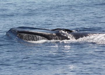 Avistadas un centenar de ballenas en la costa catalana en dos meses