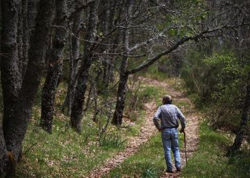 Los árboles centenarios del Hayedo de Montejo de la Sierra están en peligro Los árboles centenarios del Hayedo de Montejo de la Sierra están en peligro