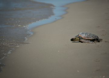 El turismo de playa amenaza a las tortugas bobas El turismo de playa amenaza a las tortugas bobas