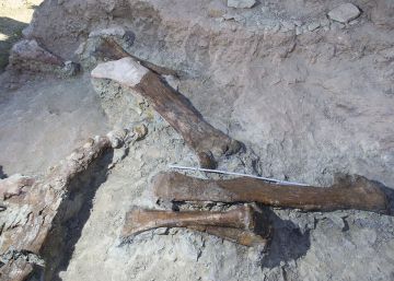 Las entrañas de Morella arrojan restos de un dinosaurio de hace 125 millones de años Las entrañas de Morella arrojan restos de un dinosaurio de hace 125 millones de años