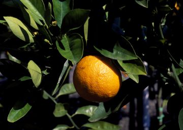 La Guardia Civil detiene a 23 personas por robar más de 300.000 kilos de naranjas La Guardia Civil detiene a 23 personas por robar más de 300.000 kilos de naranjas