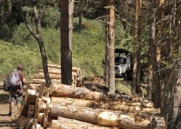 Ecologistas en Acción pide detener una tala de 14.000 pinos Ecologistas en Acción pide detener una tala de 14.000 pinos