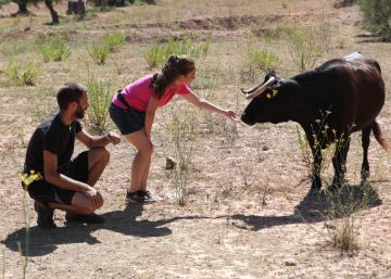 La vaca Margarita se libra de la muerte La vaca Margarita se libra de la muerte