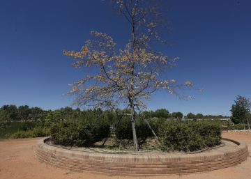 Pozuelo tala el ‘árbol de la Gürtel’ por el que pagó 104.000 euros en 2006 Pozuelo tala el ‘árbol de la Gürtel’ por el que pagó 104.000 euros en 2006