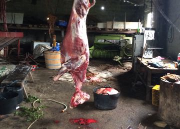 Destapados sendos casos de maltrato de caballos en Boiro y Castro de Rei Destapados sendos casos de maltrato de caballos en Boiro y Castro de Rei