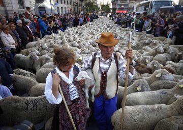 Trashumancia por la Cibeles