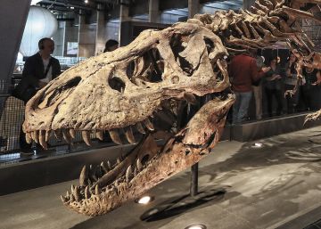 Trix, la vella reina dels tiranosaures rugeix al Cosmocaixa