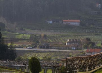 Rías Baixas cierra la segunda mejor vendimia y aumenta su producción un 17,8%