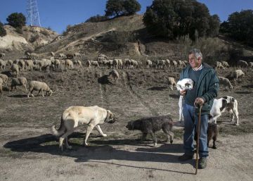 Balada de auxilio de unas ovejas por la sequía