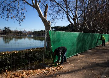 La limpieza del lago de la Casa de Campo obliga a sacrificar 14.000 peces