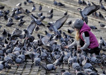 La venda de pinso per a coloms a la plaça Catalunya té els dies comptats
