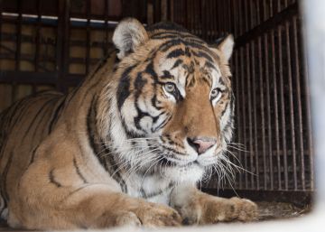 Donados a un centro de recuperación dos leones y un tigre que un circo tenía en “condiciones penosas”