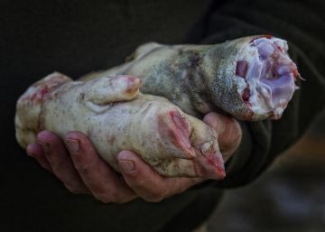 Els 50 sabors del porc