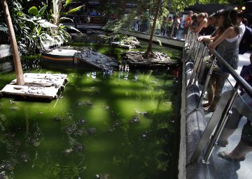 Adiós a las tortugas de Atocha