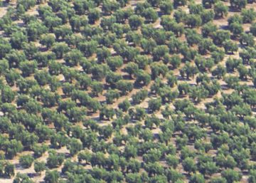 Aceites, un lujo de Mallorca