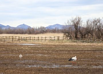 Los Aiguamolls de l’Empordà sufren la peor sequía del siglo