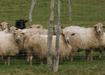 Retiran lotes de queso elaborado en Euskadi por un caso de meningitis