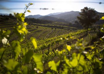 El vi català derrota per primera vegada el Rioja als restaurants de Catalunya