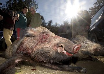 Contra la plaga de senglars, cassola