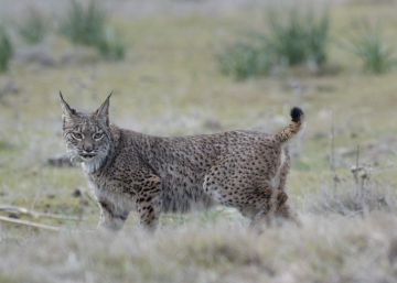 ¿Por qué nadie logra fotografiar al lince de Madrid?