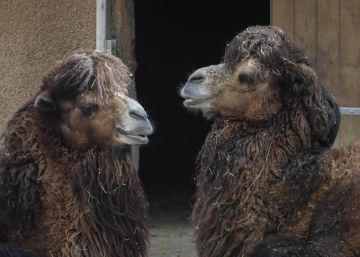 El futuro zoo de Barcelona no tendrá elefantes, camellos ni canguros