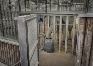 Susi, Yoyo i Bully, les últimes elefantes del zoo