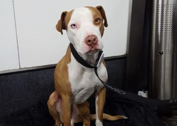 Un policía municipal adopta un perro maltratado al que socorrió en Madrid