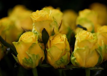 La rosa groga creix a Sant Jordi