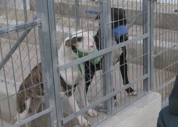 El dueño de los perros que mataron a un hombre en Alicante irá a la cárcel