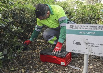 Aparecen ratas de laboratorio en plena plaza de Catalunya de Barcelona