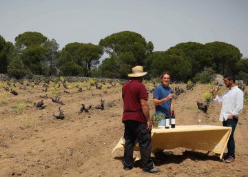 Por las sendas del vino madrileño