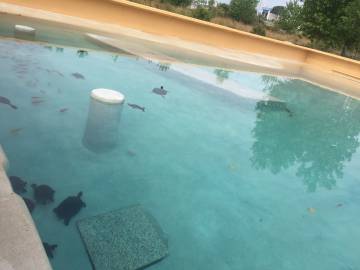 El nuevo hogar de las tortugas de Atocha.