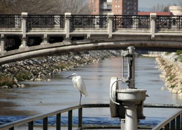 La fauna se multiplica en las orillas del Manzanares a su paso por la capital
