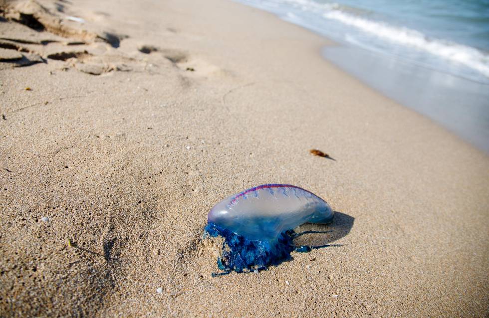 Un ejemplar de carabela portuguesa, ayer, en la playa de Alicante.