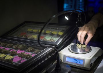 El Constitucional anula la ley catalana que regula las asociaciones de consumidores de cannabis