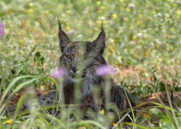 Detectat un linx ibèric a l’àrea metropolitana de Barcelona