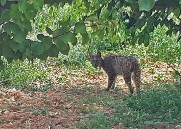 A la captura del lince que cruzó la Península