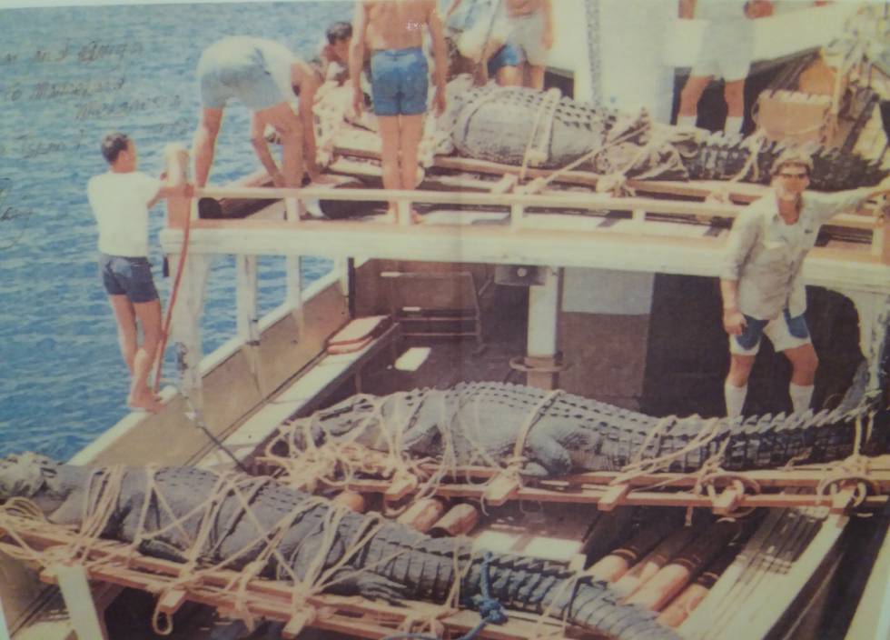 Traslado de 'Gomek' (en primer plano) con otros cocodrilos capturados ('Oscar' y 'Anega') a Marineland, en Australia. Mirando a la cámara, el cazador de cocodrilos George Craig.