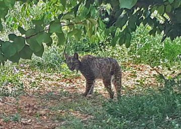 Capturado el lince ibérico que llegó a Barcelona desde Portugal
