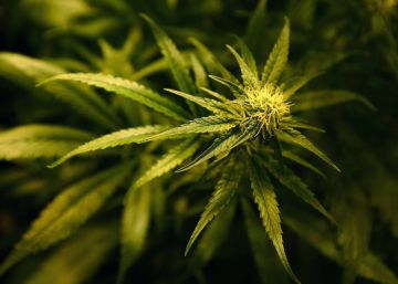 PSOE, Ciudadanos, Podemos y Compromís votan en Valencia una legalización controlada de la marihuana