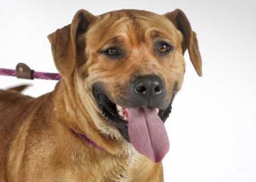 Un perro peligroso ataca a un bebé en Moncloa