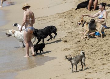 Los perros se adueñan de la playa a falta de una zona delimitada
